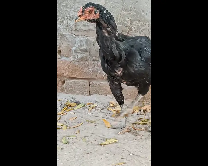 aseel chicks for sale — photo 4