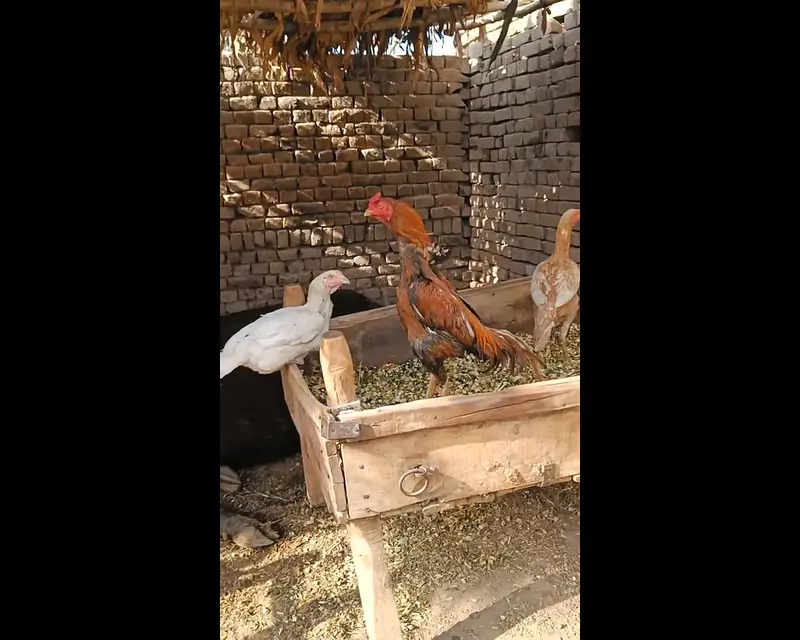 aseel chicks for sale — photo 5