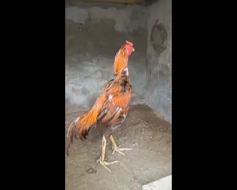 aseel chicks for sale — photo 6