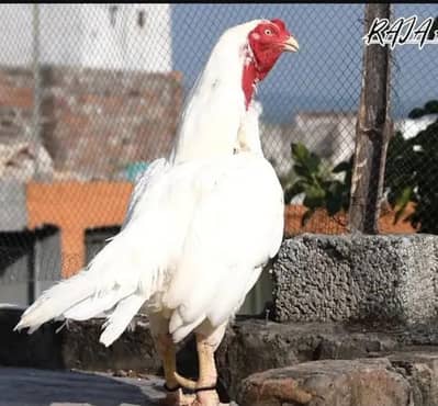 quality paper white heera aseel chicks available for sale.