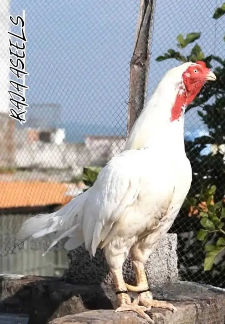 quality paper white heera aseel chicks available for sale. — photo 2