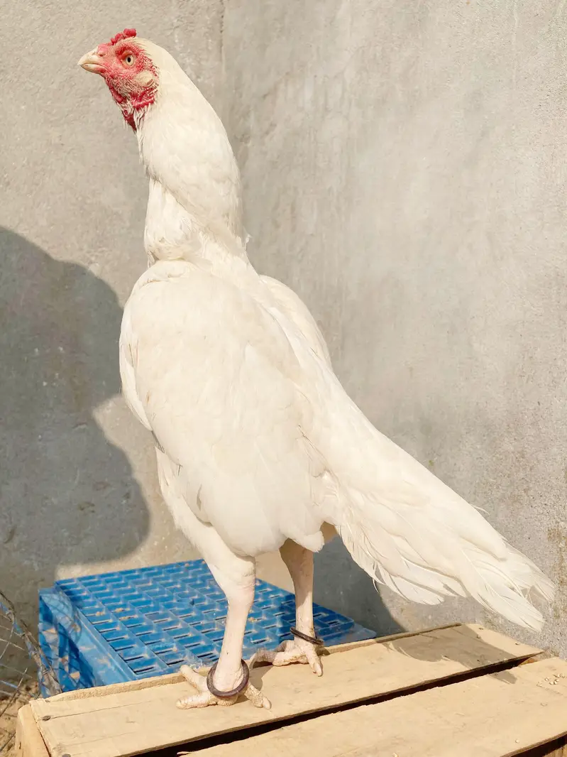 quality paper white heera aseel chicks available for sale. — photo 3