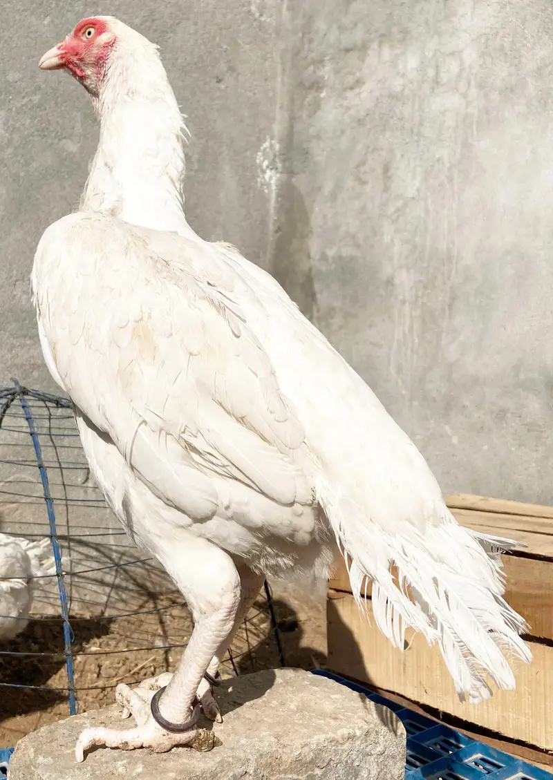 quality paper white heera aseel chicks available for sale. — photo 5