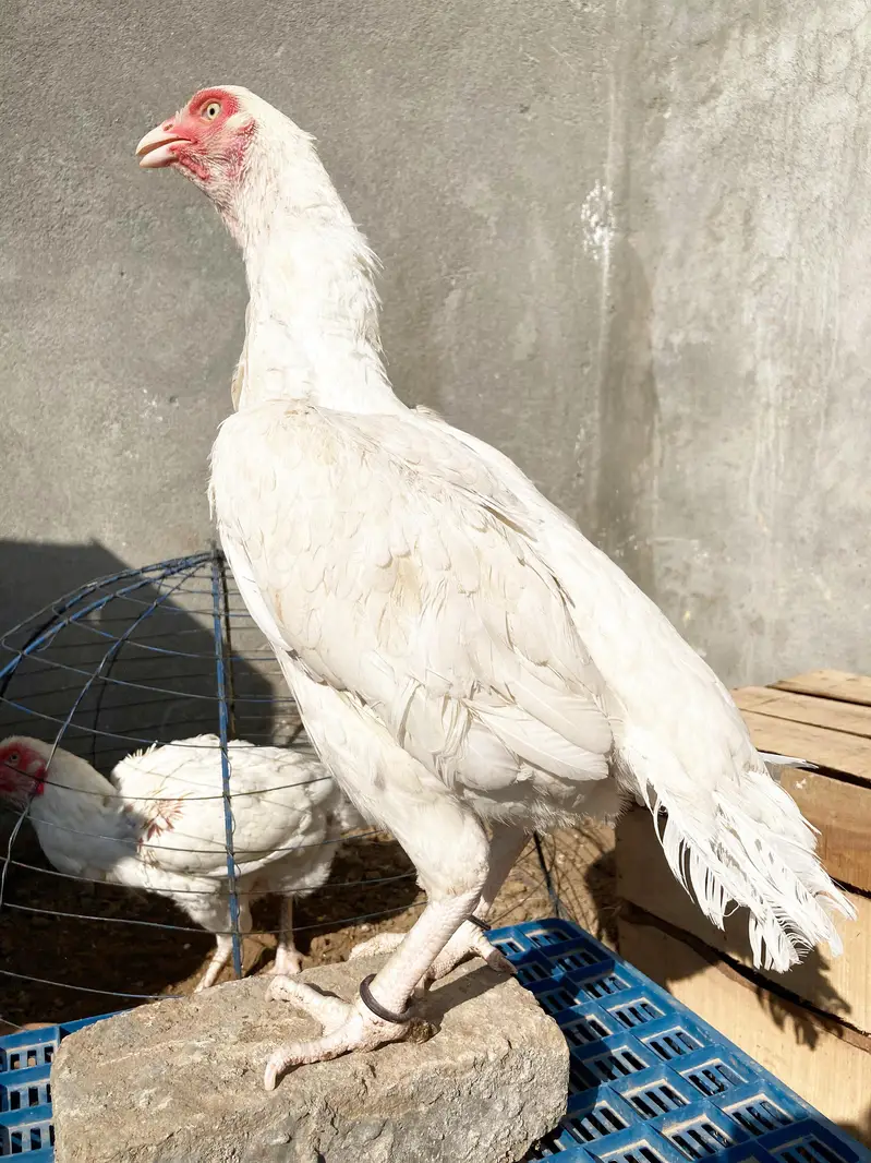 quality paper white heera aseel chicks available for sale. — photo 6