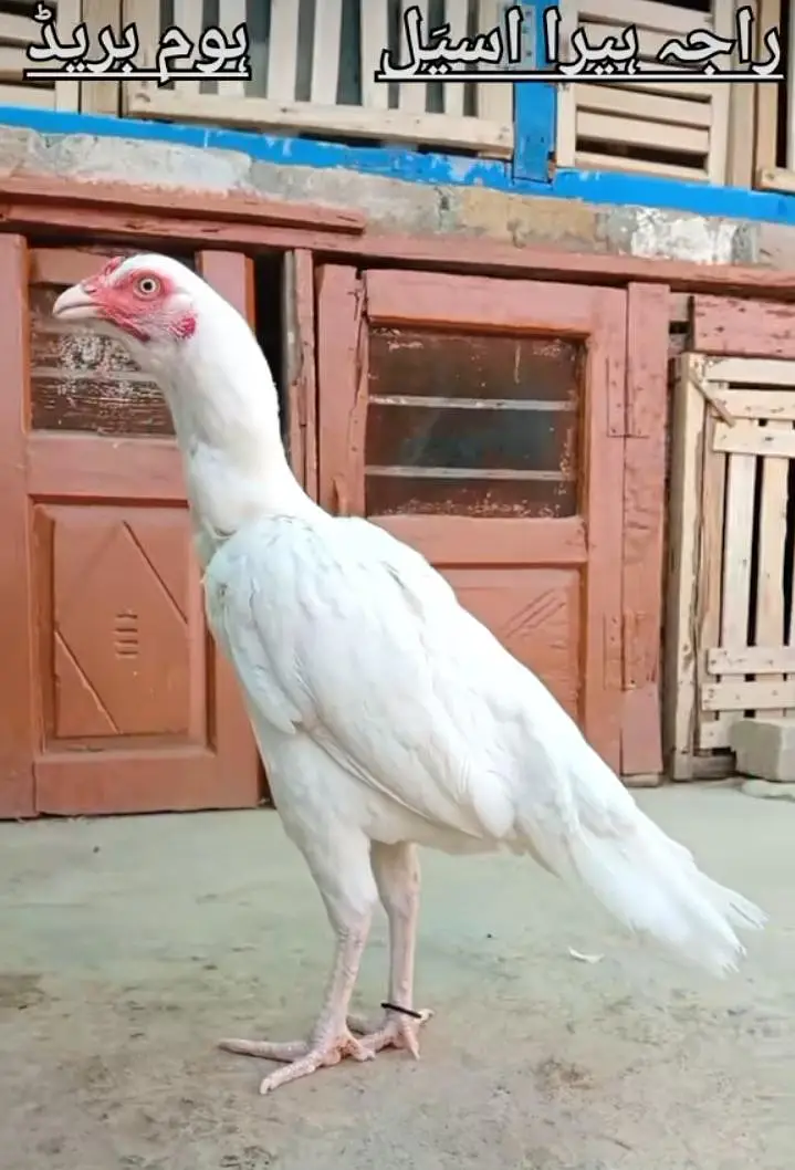 quality paper white heera aseel chicks available for sale. — photo 7