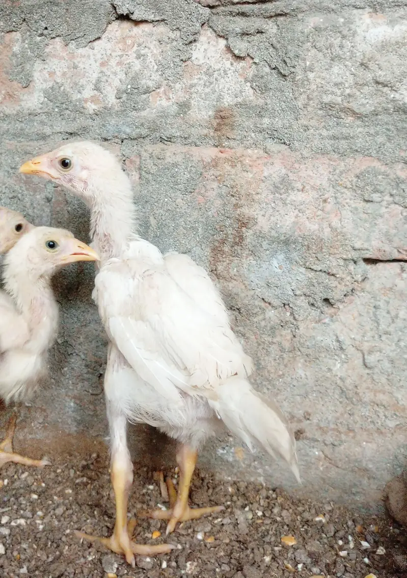 quality paper white heera aseel chicks available for sale. — photo 8