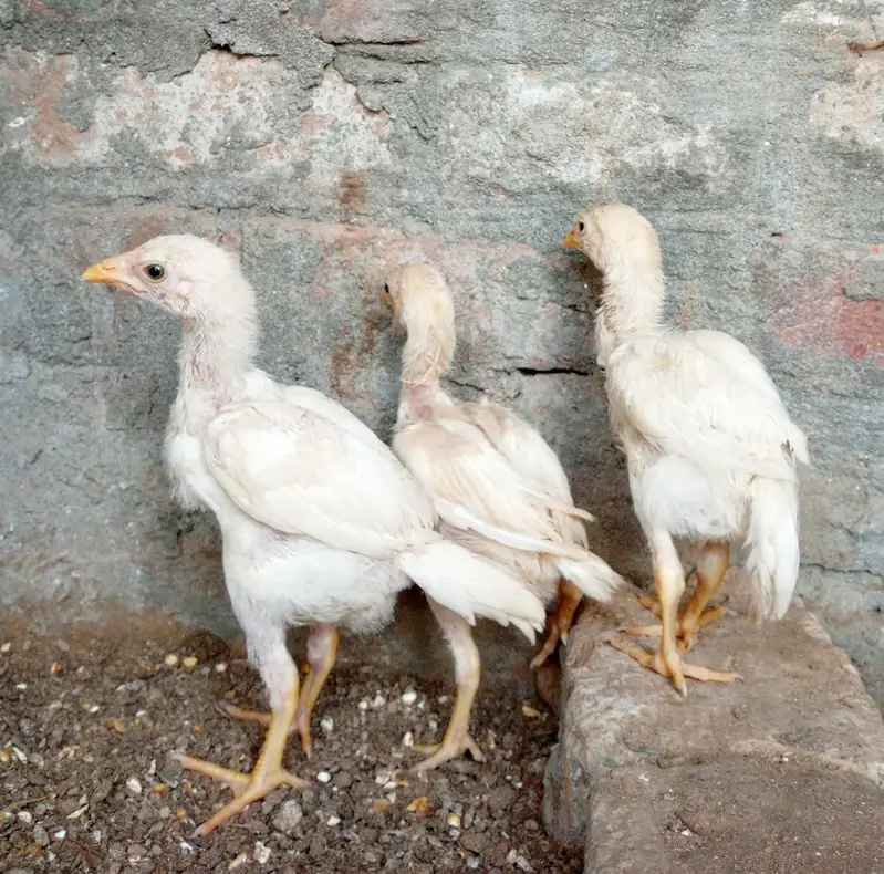 quality paper white heera aseel chicks available for sale. — photo 9