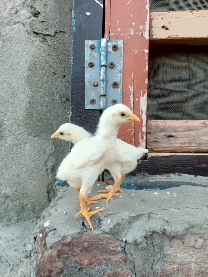 quality paper white heera aseel chicks available for sale. — photo 10