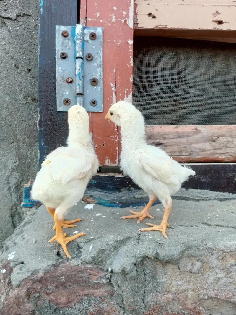 quality paper white heera aseel chicks available for sale. — photo 11