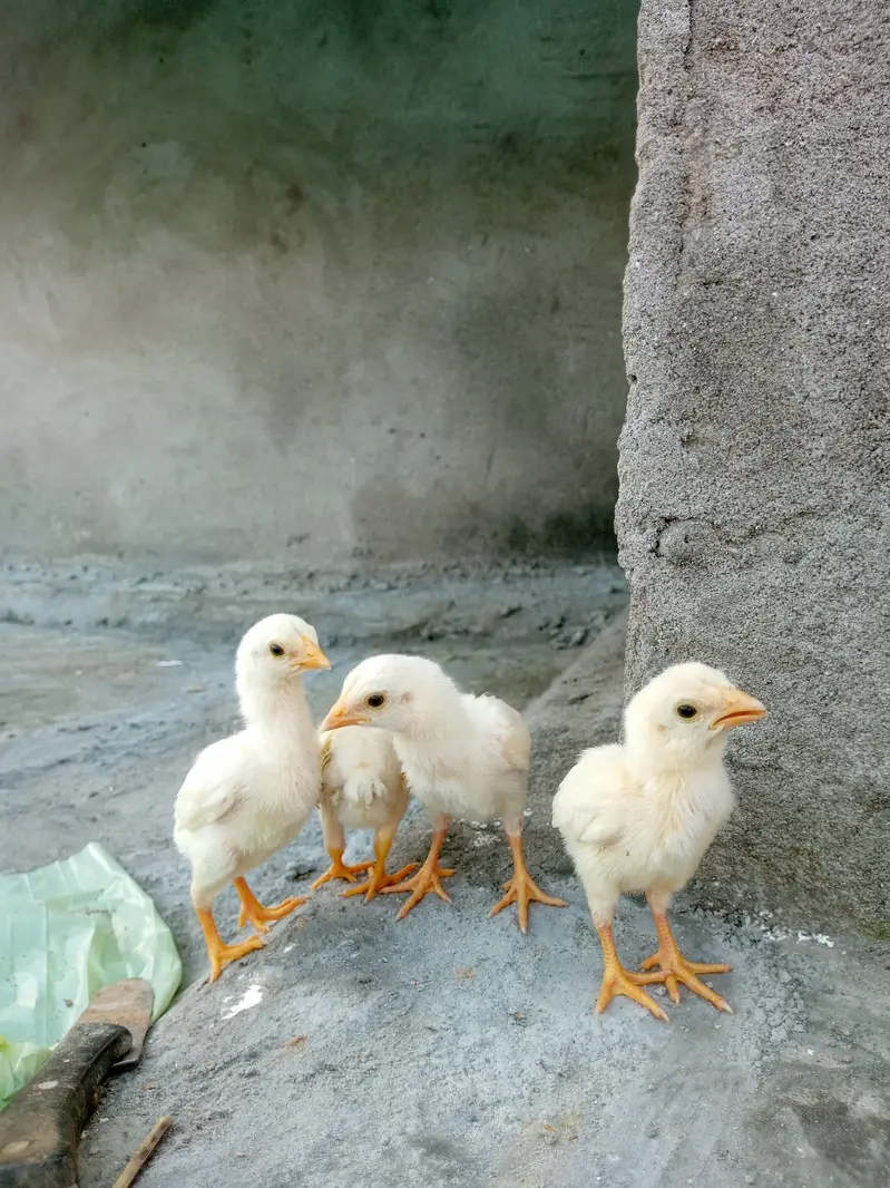 quality paper white heera aseel chicks available for sale. — photo 12