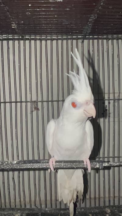 MashAllah Jumbo Size Love Birds & Cocktail Pair For Sale