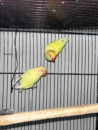 MashAllah Jumbo Size Love Birds Pair & Chicks For Sale