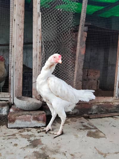 Pure Paper White Heera Aseel Murghian/ Pathian, Madian
