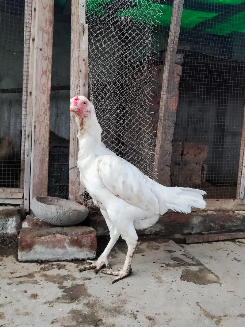 Pure Paper White Heera Aseel Murghian/ Pathian, Madian — photo 2