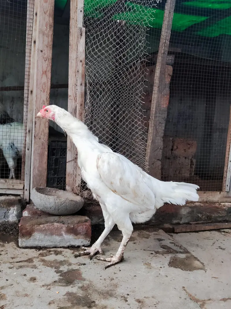 Pure Paper White Heera Aseel Murghian/ Pathian, Madian — photo 3