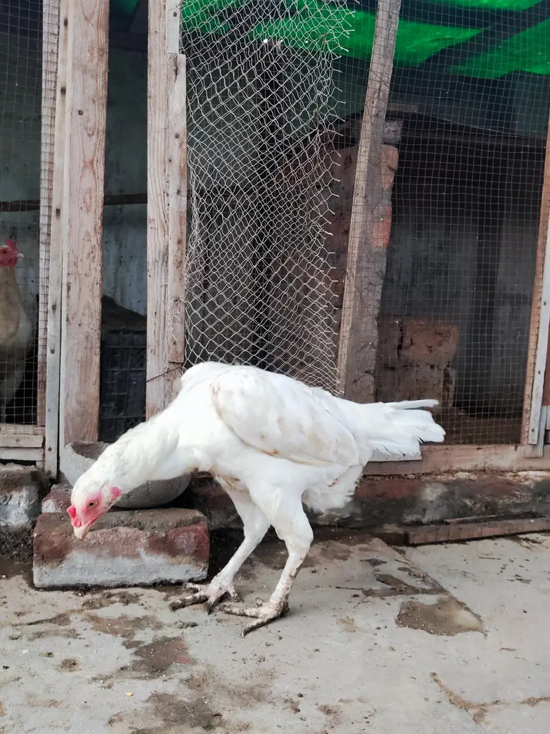 Pure Paper White Heera Aseel Murghian/ Pathian, Madian — photo 4