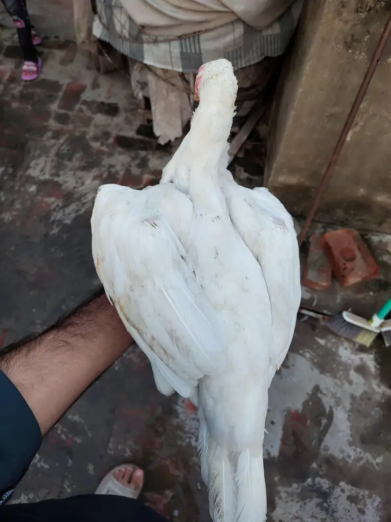 Pure Paper White Heera Aseel Murghian/ Pathian, Madian — photo 9