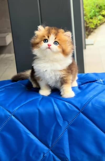 Persian kitten triple Qout. for. . sale my WhatsApp03493731440