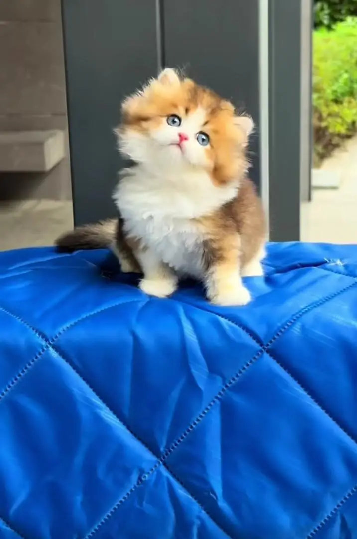 Persian kitten triple Qout. for. . sale my WhatsApp03493731440 — photo 2