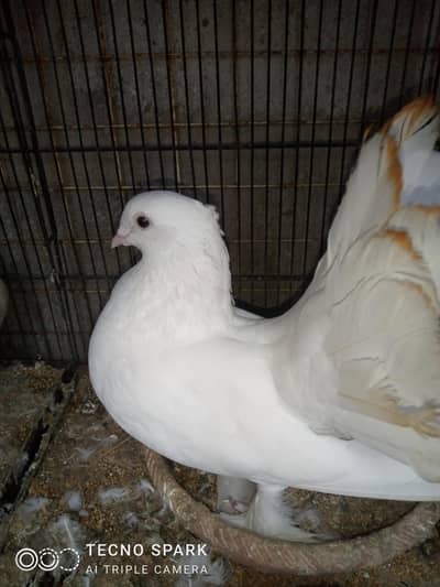 laka pair