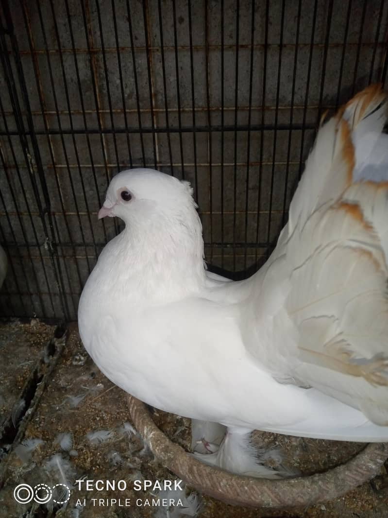 laka pair 0