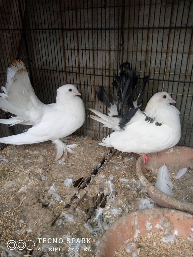 laka pair 2