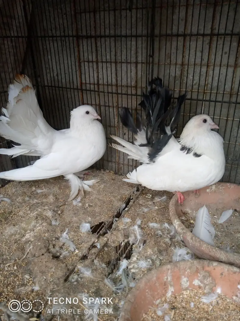 laka pair — photo 3