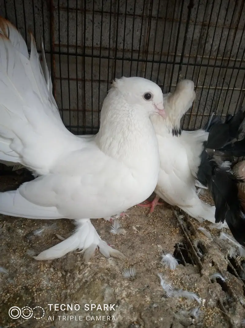 laka pair — photo 4