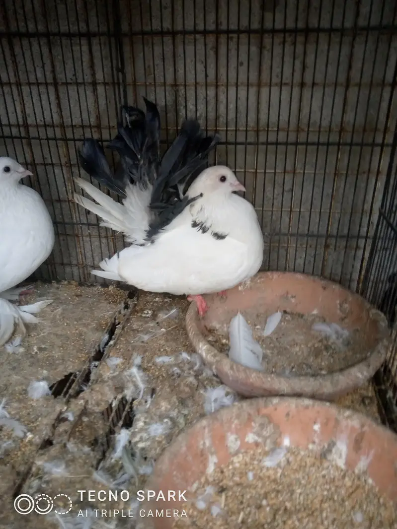 laka pair — photo 6