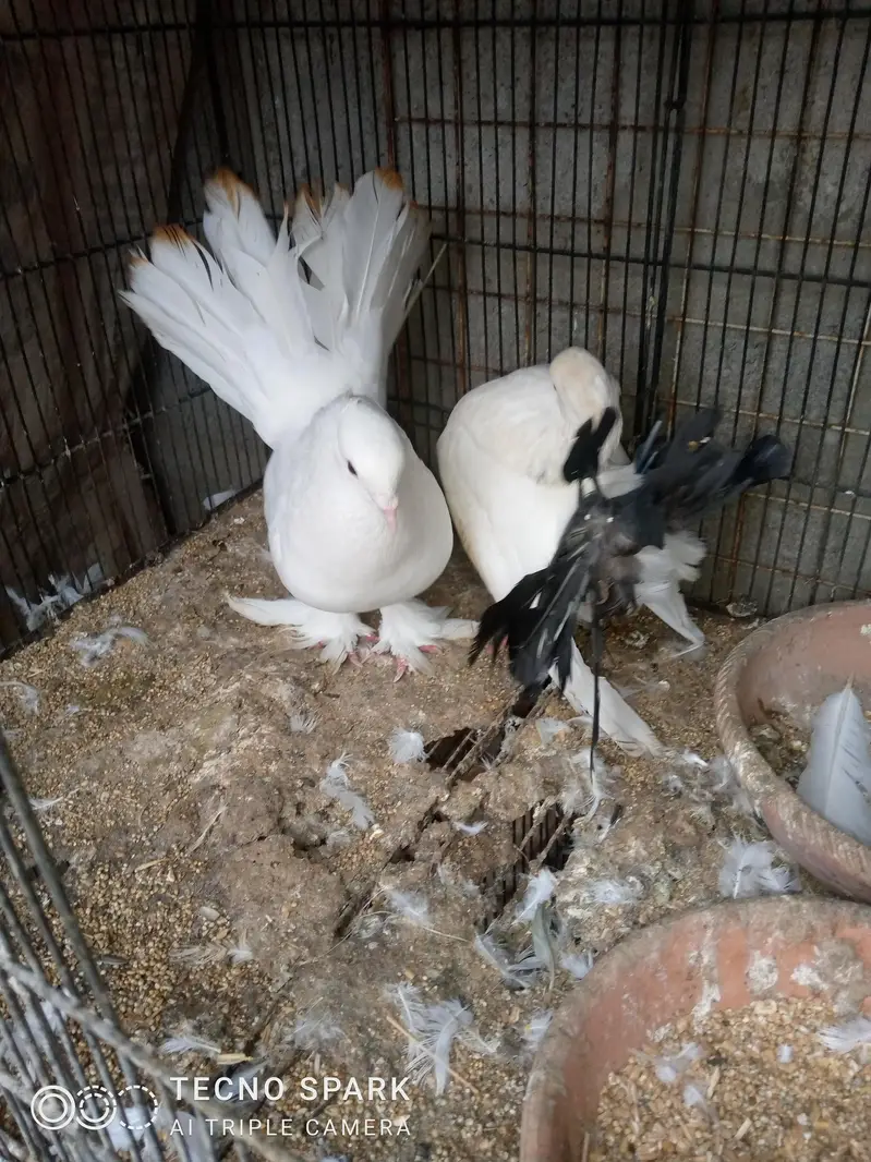 laka pair — photo 7