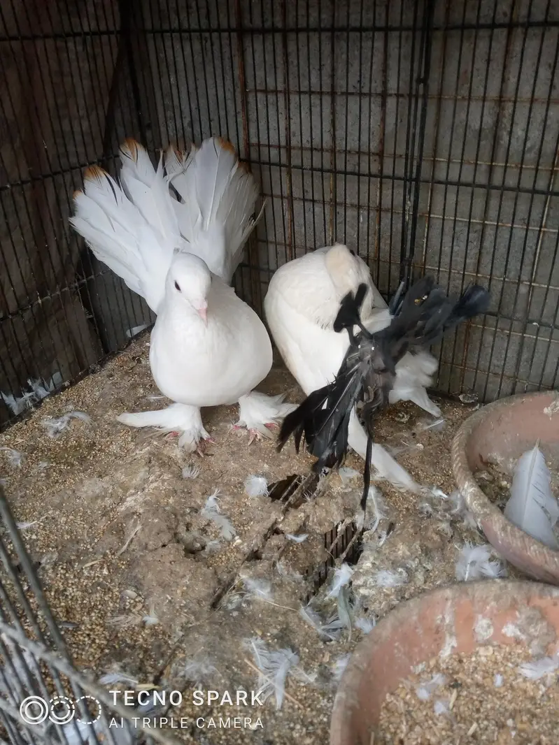 laka pair — photo 8