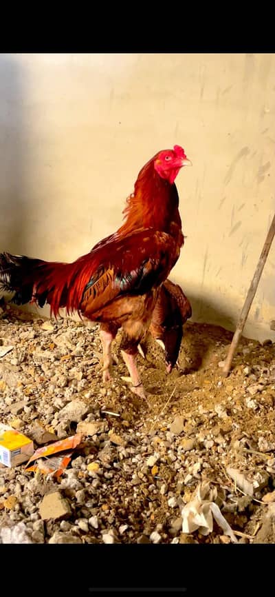 Aseel Murga for Sell
