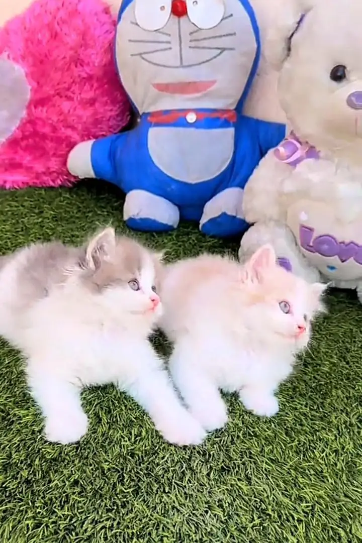 Persian kitten triple Qout. for. . sale my WhatsApp03493731440 — photo 2