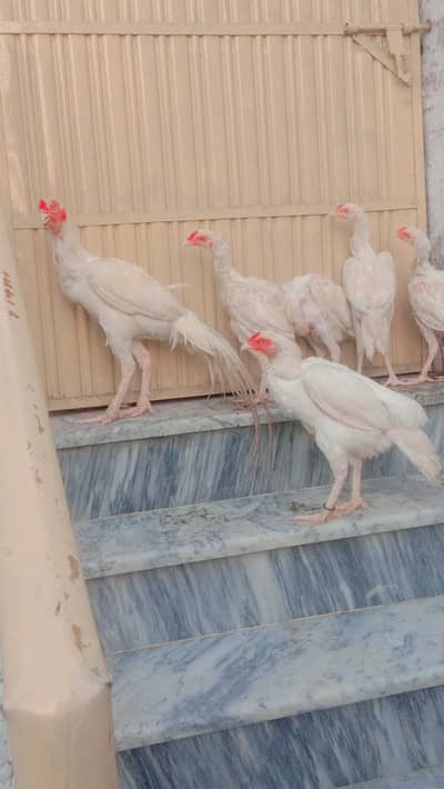 paper white Heera aseel/hera morgy/ chicks