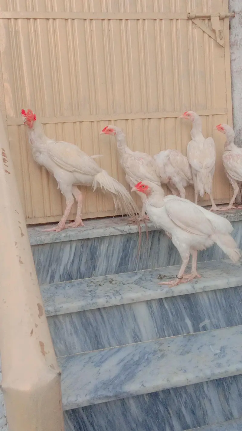 paper white Heera aseel/hera morgy/ chicks