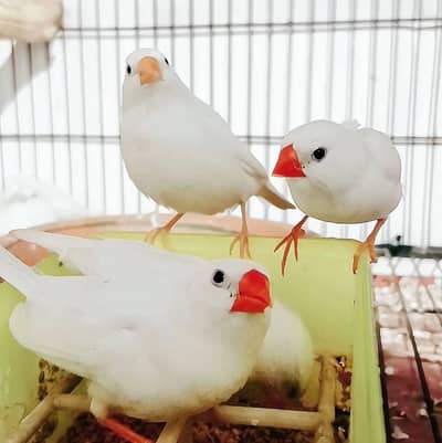 snow white finch breeder pair available