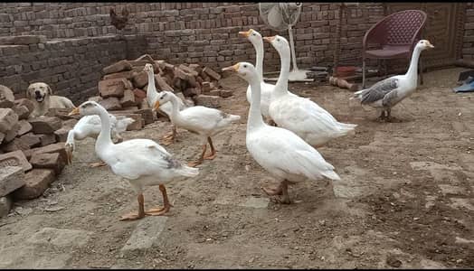 long neck breeder pair