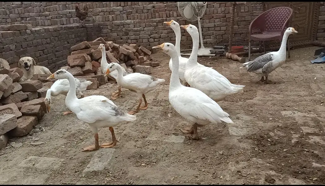 long neck breeder pair