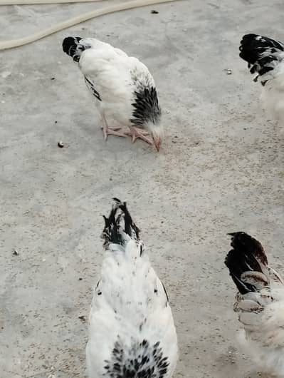9 pair of light Sussex chickens