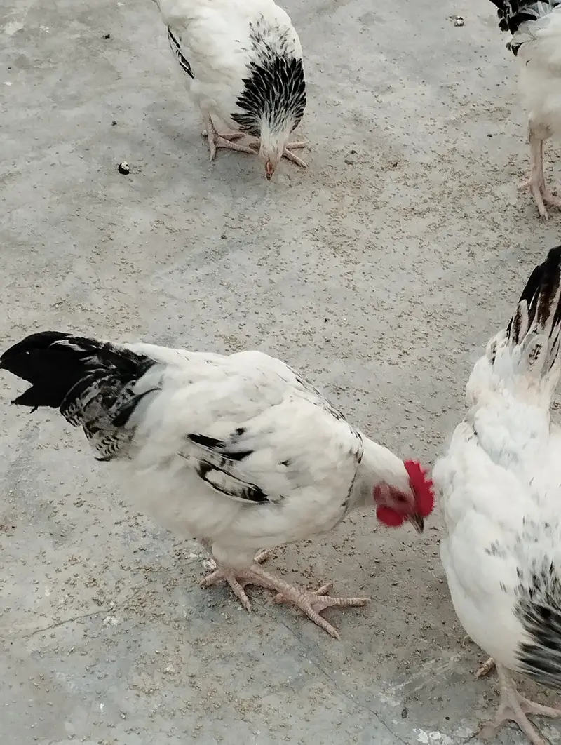 9 pair of light Sussex chickens — photo 2