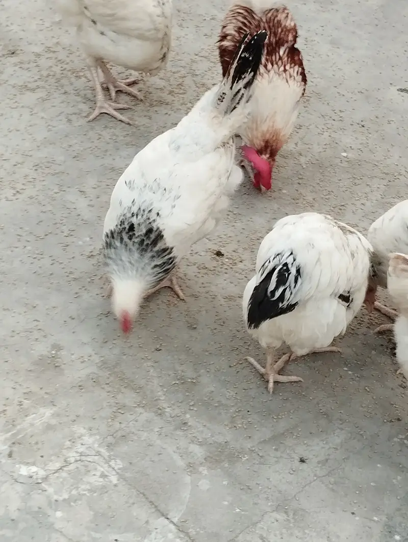9 pair of light Sussex chickens — photo 3
