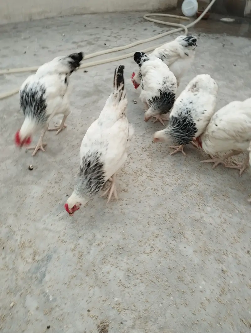 9 pair of light Sussex chickens — photo 4