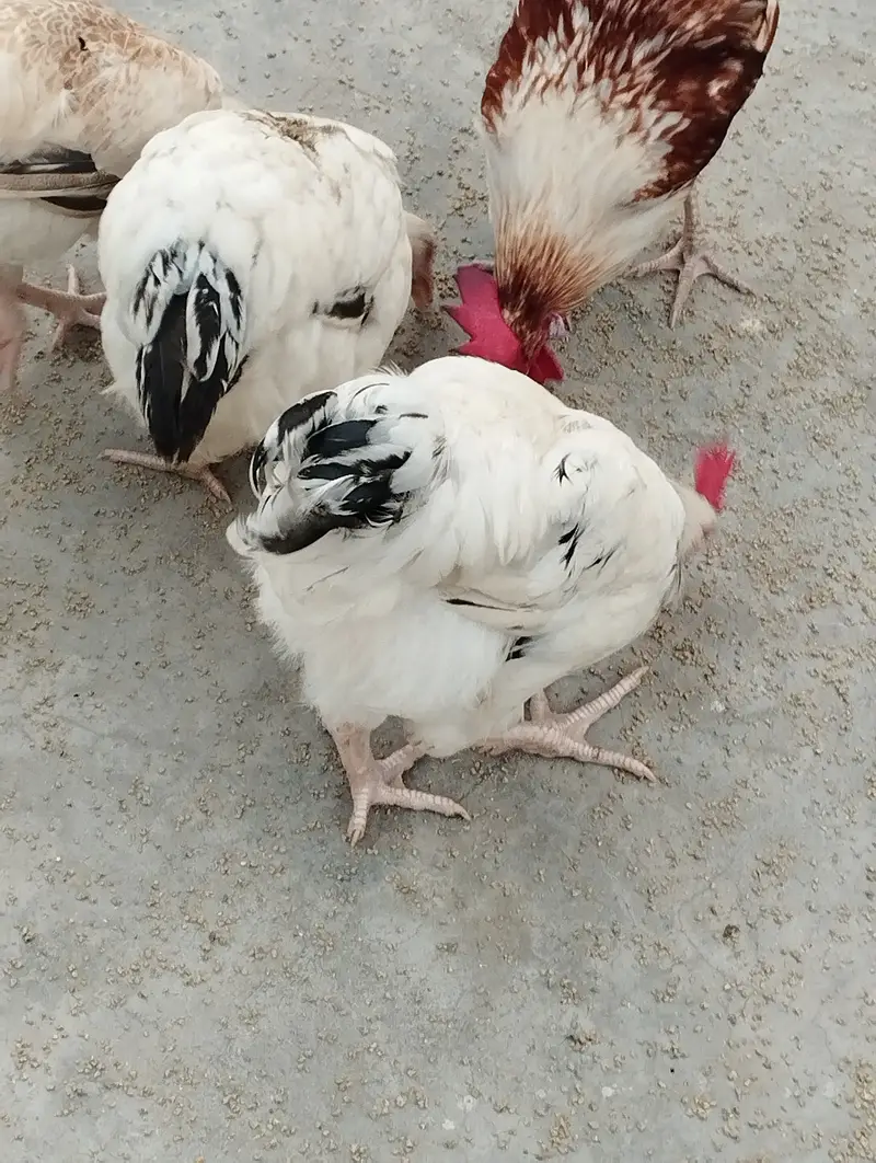 9 pair of light Sussex chickens — photo 5