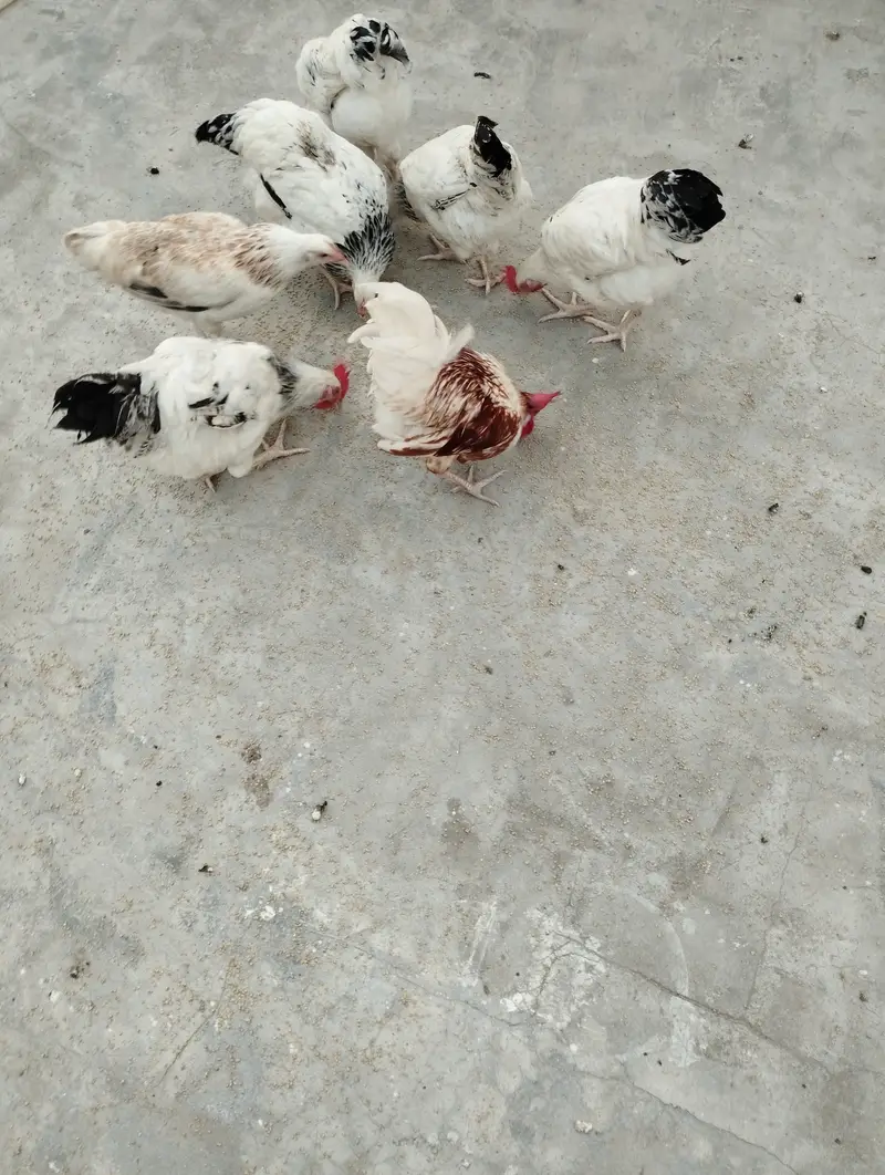 9 pair of light Sussex chickens — photo 6
