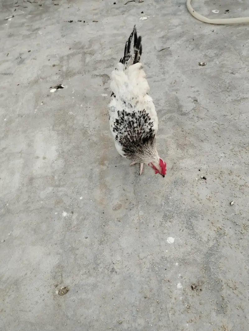 9 pair of light Sussex chickens — photo 7