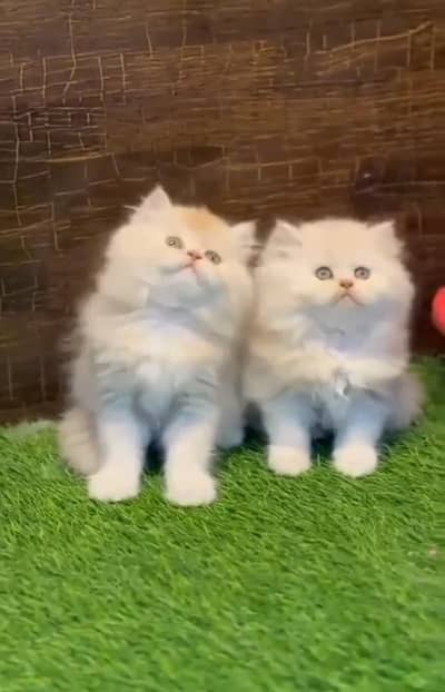 Persian kitten triple Qout. for. . sale my WhatsApp03493731440
