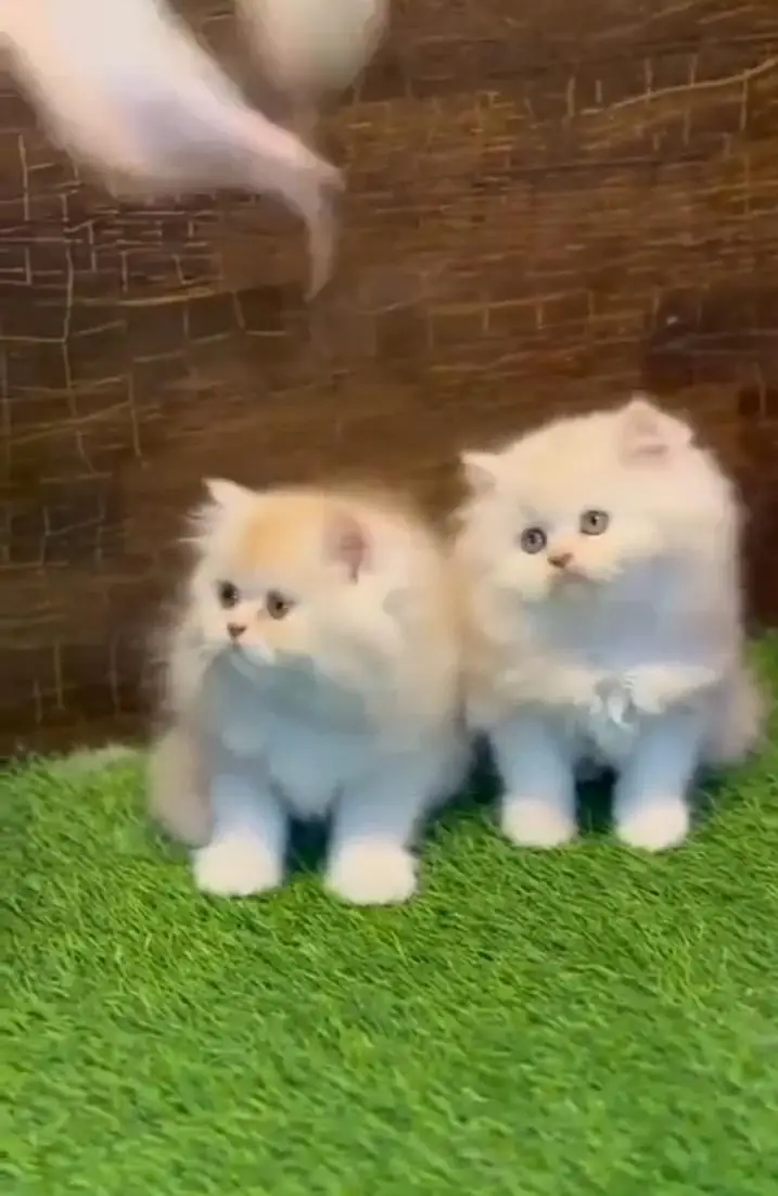 Persian kitten triple Qout. for. . sale my WhatsApp03493731440 — photo 2