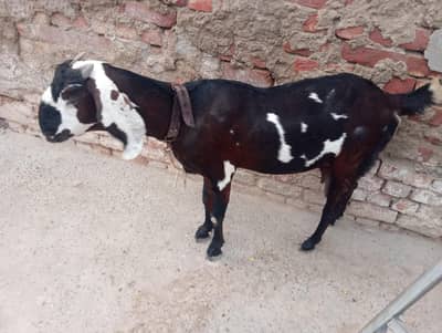 Goat for sale