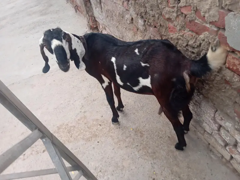 Goat for sale — photo 2