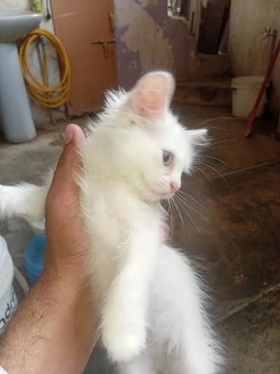 3 months healthy perisan  kittens  trained for sale